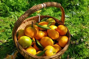 【葛仙山蜜桔采摘】一起去葛仙山摘果果，摄影千年银杏，轻徒登山洗肺！