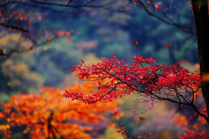 【中国红叶之乡光雾山】丹枫烂漫踏叶寻秋，光影里的油画世界！