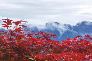 【摄影油画世界的西岭秋天】山染红叶知秋意，斑斓彩林美西岭！