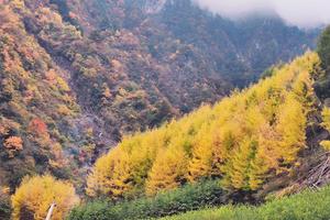 【卓西牧场彩林】姹紫嫣红层林尽染，满沟秋色，高处雪景！