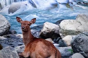 【11.12-11.13】抓住秋的尾巴，一步一景赏金秋，逗趣野生动物！