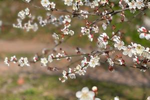 【春风十里乌梅花】山野春意浓，乌梅花竞放，摄影雾山乡的万亩花海！