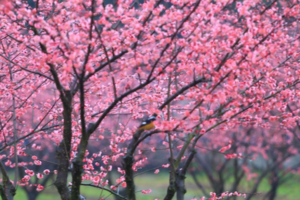 【青城山问花村盛花期摄影】问道青城山，摄影问花村，打卡街子古镇美食！