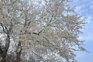 【春约官帽山樱桃花】摄影浪漫樱桃花，这个周末一起去官帽山徒步登山赏花了！