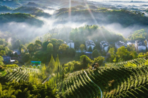 蒙小三七班3月12日植树主题活动
