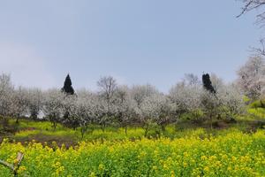 【小牛背山的春天】在桃花和山花盛开的日子，徒步云中屋摄影美丽成都平原！