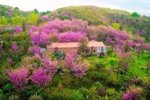 【三郎樱花盛宴】应春天的邀约，赴一场烂漫的樱花盛宴！