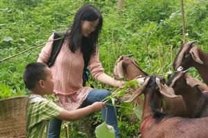 【原始森林农业亲子体验】放山羊+喂兔子+捉跑山鸡+野菜采摘+采茶，找寻最纯粹的童年乐趣！