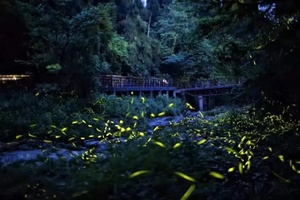 【五一天台山萤火虫4.30-5.1】探秘秘境峡谷，夜观萤火虫飞舞，一起寻回小时候的快乐时光！