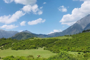 【原野牧歌熊猫坪】打卡高原牧场的最美初夏风景，牧场青草、野花、蓝天、白云、雪山、云海、原始森林和您节日作伴！