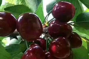 【汶川车厘子采摘活动】休闲游玩千年古羌寨，采摘min甜车厘子！