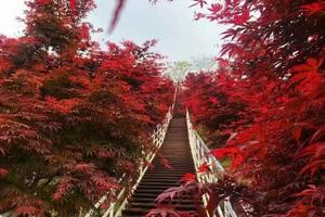 【6月11日-柒月麓山亲子】亲手制作竹筒饭，抓螃蟹，徒步天梯观十里竹海！