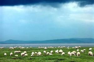 【端午若尔盖大草原】天边若尔盖，可怜黄河九曲尽，毡馆牢落胡无影！