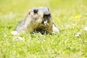 【端午莫斯卡】邂逅高原精灵土拔鼠，踏足这片充满诗意的栖息地！
