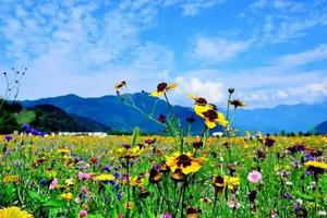 【端午俄木塘花海2期】草原花海，星空露营之旅！