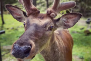【端午-喇叭河2期】川西版奈良公园，一步一景逗趣野生动物。