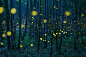 【端午6月23日-南宝山萤火虫】走进奇妙而美丽的童话世界，观看萤火虫照亮的美丽山谷！