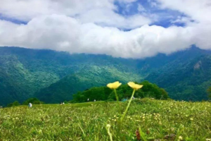 【甘海子的文艺夏天】婀娜多姿的小花，轻柔的草甸，夏天怎能不去文艺的甘海子避暑！