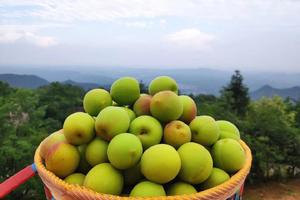 【端午6月22日-包粽子+青梅煮酒+摘李子】问道道教发源地鹤鸣山，径至云深处大坪山，蓉漂青年端午团聚活动！