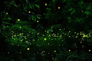 【暑假萤火虫活动】走进奇妙而美丽的童话世界，观看萤火虫照亮的美丽山谷！