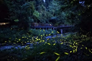 【7月21日暑假萤火虫】走进奇妙而美丽的童话世界，观看萤火虫照亮的美丽山谷！