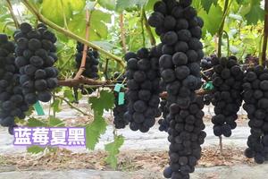 【8月27日-月泉葡萄采摘+葛仙山】采摘天然泉水灌溉的美味葡萄，葛仙山洗肺轻徒！