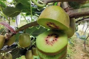 【9月2日亲子农业体验-红心猕猴桃+掰包谷】都江堰的红心猕猴桃新鲜上市了，农家的玉米成熟了，山里的蘑菇长出来了！