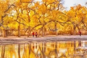 【国庆-金秋额济纳旗】9日游9.28晚7点—10.6，金秋盛典，额济纳最美时节，金秋胡杨林的一片温柔意！