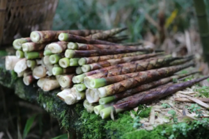 【9月23日-原始森林挖牛尾笋】登大熊猫自然保护区天国山，在原始森林挖竹笋，还可以放山羊，挖魔芋！