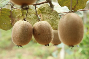 【国庆10月4日-元宝山猕猴桃】徒步原始森林，采摘农家猕猴桃，打野生竹笋！