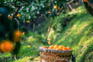 【10月1日-葛仙山小环线蜜桔采摘】一起去葛仙山摘果果，摄影千年银杏，小环线洗肺轻徒！