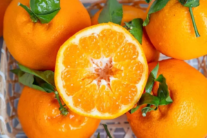 【10月15日特惠活动-葛仙山小环线采摘蜜桔】一起去葛仙山摘果果，摄影千年银杏，小环线洗肺轻徒！