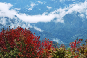 【10月14日-红枫林】成都的香山红叶，文艺青年秋天必去的摄影之旅！