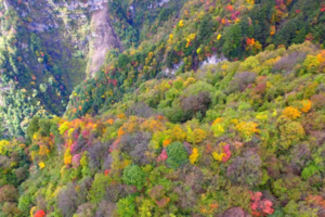 【10月21日-卧龙油画世界】姹紫嫣红层林尽染，登老牛牧场观满沟彩林！