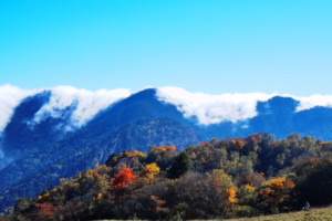 【10月28日-甘海子油画世界】光与影的松林，油画世界的彩林，金黄色的高山草甸，文艺青年的最爱！