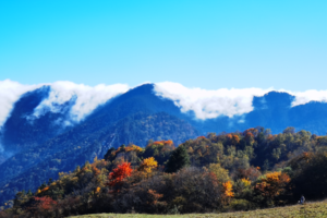 【11月2日-甘海子油画世界】光与影的松林，油画世界的彩林，金黄色的高山草甸，文艺青年的最爱！