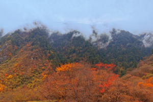 【11月4日-卧龙油画世界与雪景】姹紫嫣红层林尽染，登老牛牧场观满沟彩林，摄影山顶雪景！