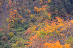 【11月5日-卧龙油画世界】姹紫嫣红层林尽染，登老牛牧场观满沟彩林，摄影山顶雪景！