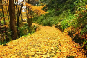 【11月16日-葛仙山千年银杏】摄影银杏飘满地的仙山，摘香甜的农家橙子！