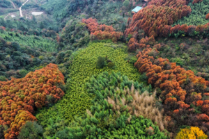 【11月18日小丹巴彩林】初冬的彩林暴击，隐藏在1.5小时达到的成都小丹巴！