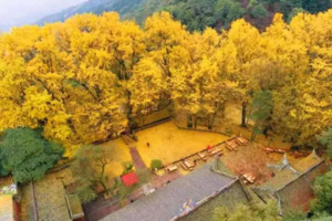 【11月23日-九子银杏最佳观赏期】观赏千年古寺的金黄色初冬，品尝千年古镇的土味美食！