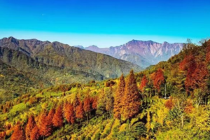 【11月25日-金凤山彩林】崇州唯美彩林秘境曝光了，初冬的美丽童话正在上演！