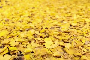 【12月2日68元特惠-葛仙山穿越白鹿镇】初冬的经典初级特种兵穿越路线，一路银杏、黄杉、彩林、溶洞、野果等美景相伴！