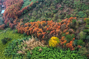 【11月30日-小丹巴彩林】初冬的彩林暴击，隐藏在1.5小时达到的成都小丹巴！