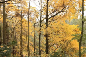 【定制12月9日-葛仙山】摄影银杏飘满地的仙山，摘香甜的农家橙子！