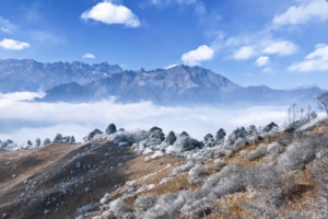 【12月16日-云中岭的雾凇和初雪】金黄色的卧龙大草原，云海翻腾的连绵山岭，或美丽雾凇，或银装素裹的雪景！