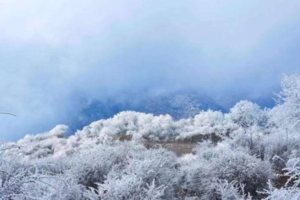 【1月27日-熊猫坪的冬雪和雾凇】云海翻腾的群山峻岭，银装素裹的原始森林，魅力的雾凇美景！