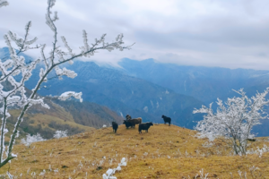 【元旦节1月1日-登顶云中岭】金黄色的卧龙大草原，云海翻腾的连绵山岭，或美丽雾凇，或银装素裹的雪景！