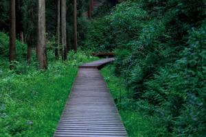 【1月14日单身主题特惠活动-白鹿镇+中坝森林】摄影童话小镇，品土味美食，轻徒童话般的原始森林！