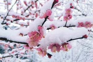 【2月3日-雪景中的乌梅花】十里乌梅花竞放，摄影雾山乡的万亩花海！